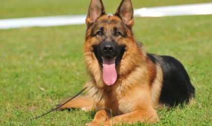 berger allemand couché dans l'herbe