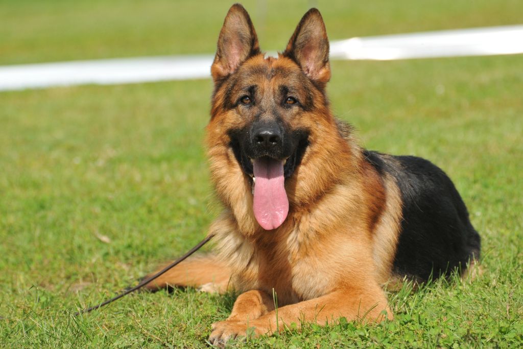 berger allemand couché dans l'herbe