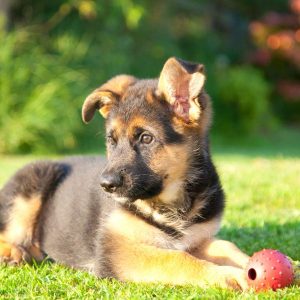 chiot berger allemand