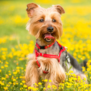 Yorkshire Terrier