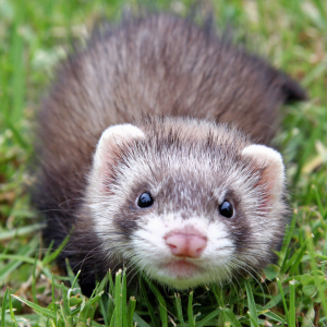 furet