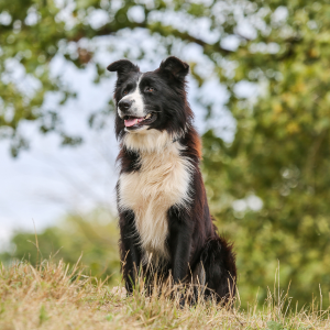 Chien de berger Border Collie