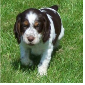 Chiot Springer Spaniel en Promenade