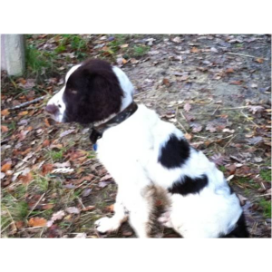 le Springer Spaniel : un chasseur redoutable