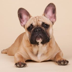 Bouledogue Français couché dans l'herbe