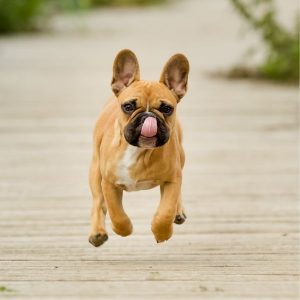 chiot bouledogue français qui court 