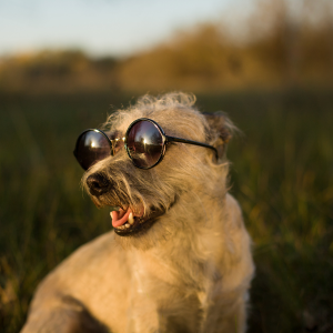 Protection pour Chien