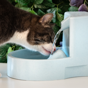 Fontaine à Chat pour Boire