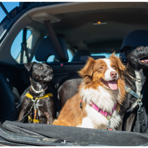 Chiens dans une Voiture au Soleil