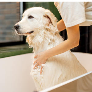 Chien dans une Baignoire