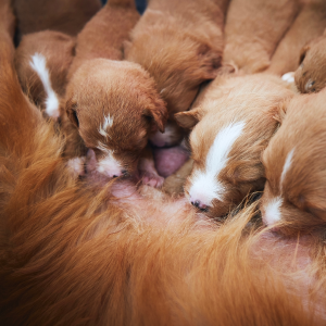 Photographie d'une Chienne et de ses Chiots