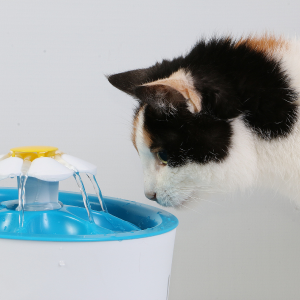 Fontaine à eau pour Chat