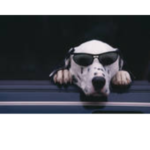 Dalmatien avec des Lunettes