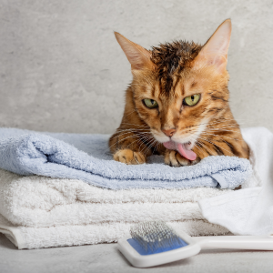 Chat en cours de Toilettage "Grooming"