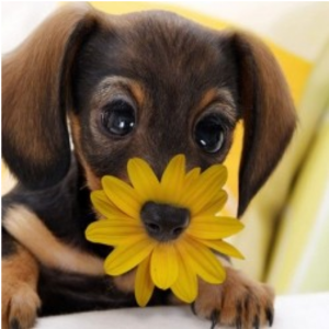 Chien avec une Fleur