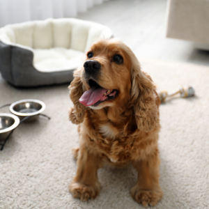 Cocker Spaniel : chien à risque pour les otites