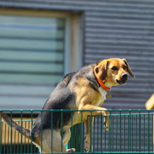 Chien Fugueur