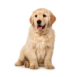 Jeune Golden Retriever Femelle