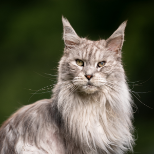 Maine Coon