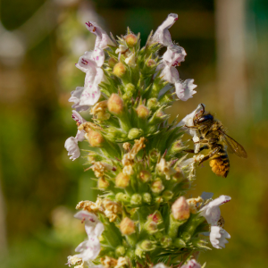 nepeta cataria - companimo