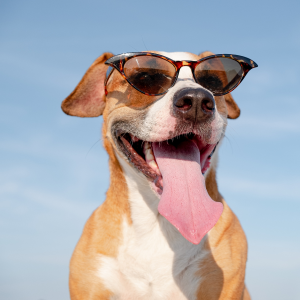 Chien avec Lunette de Protection