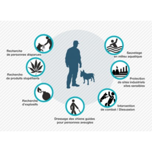 Aperçu de l'infographie sur le métier de maitre-chien