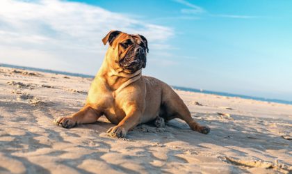 Chien sur une plage de sable