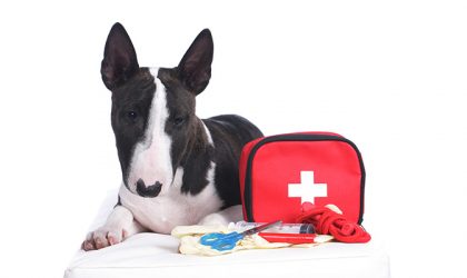 Chien couché sur un coussin à côté d'une trousse de premier secours