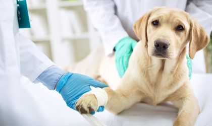 Chien avec un bandage à la patte entouré de vétérinaires