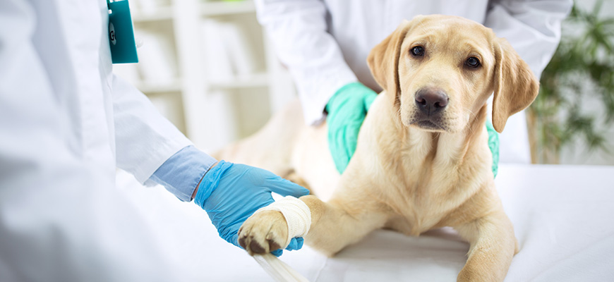 Chien avec un bandage à la patte entouré de vétérinaires