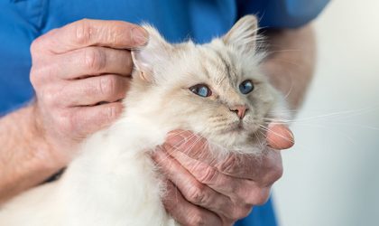 chat ausculté par le vétérinaire