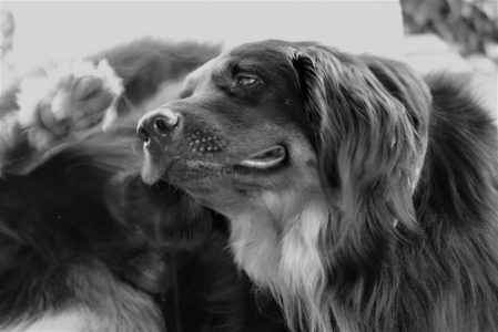 chien en noir et blanc