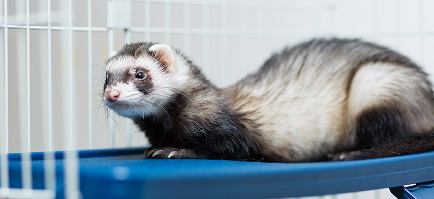 Le furet est un animal actif le jour, au tempérament vif et joueur.