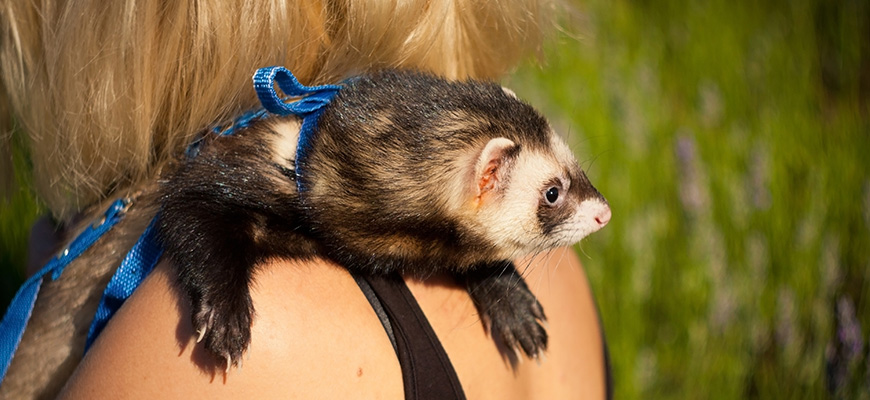 Le furet est un rongeur domestiqué très apprécié dans français