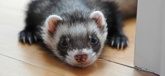 Adopter un furet : notre guide complet !