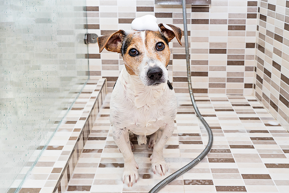 Un shampoing anti-puces pour chien peut être une solution !