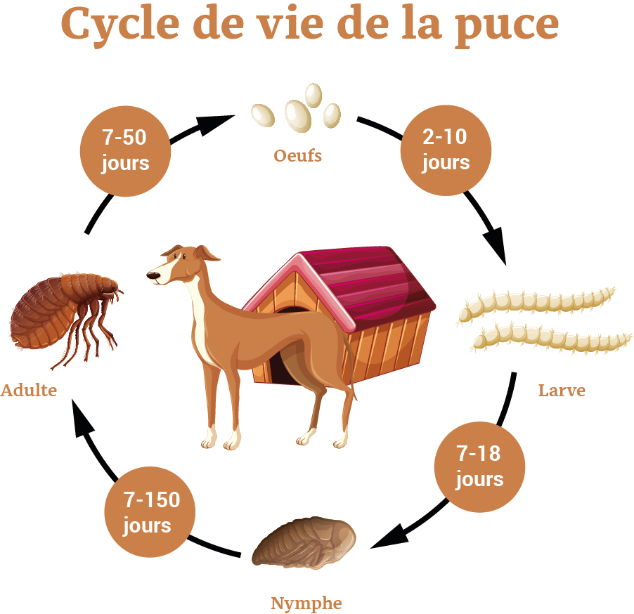 Le cycle de vie de la puce