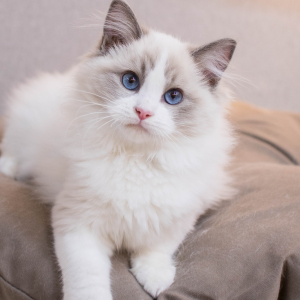 Le Ragdoll : un chat doux et majestueux 