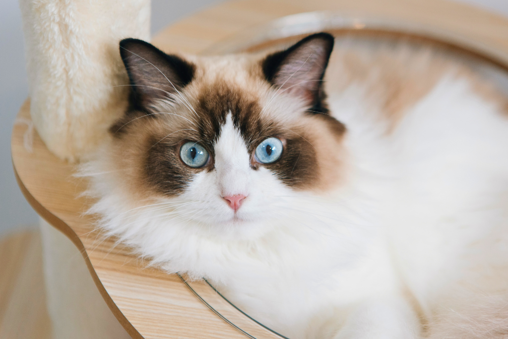 Le Ragdoll : un chat aussi doux que majestueux