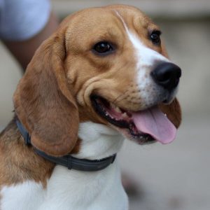 race de chien Beagle 