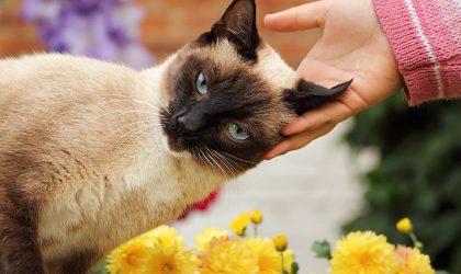 chat de la race siamois qui se fait caresser la tête