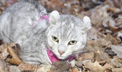 Highlander, chat dans la foret