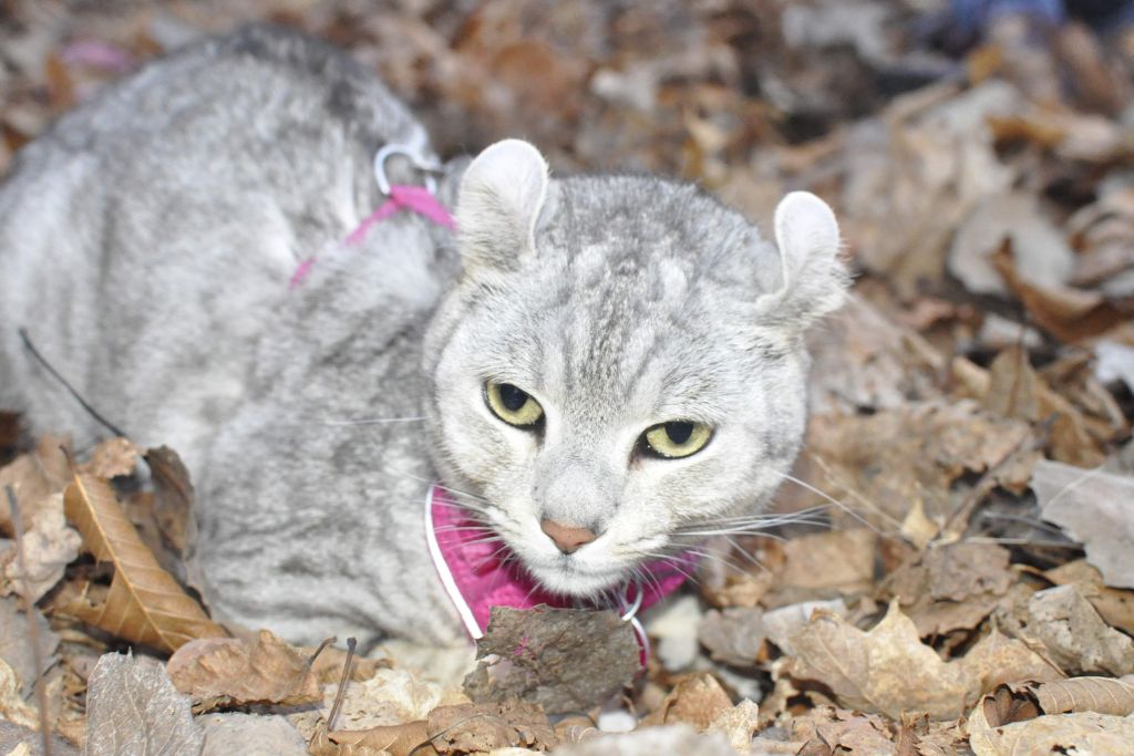 Highlander, chat dans la foret