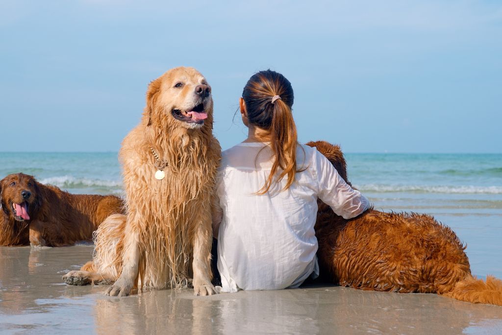 chiens et son maitre au bord de l'eau