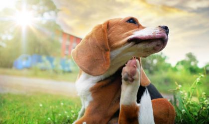 chien qui se gratte a cause des puce et des tiques