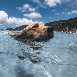 chien dans l'eau qui nage