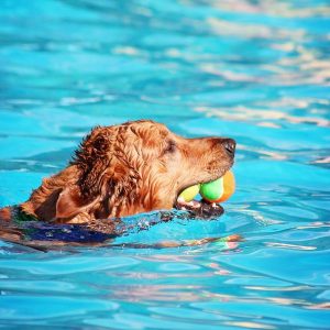 chien qui joue dans l'eau 