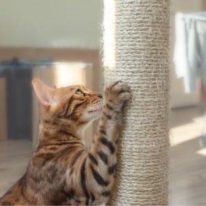 le bengal qui se fait les griffes sur un griffoir