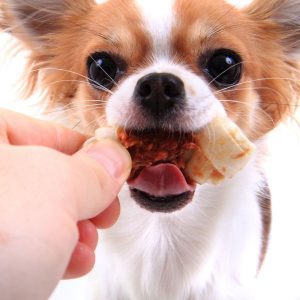 chihuahua qui mange