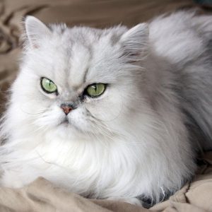 chat persan blanc